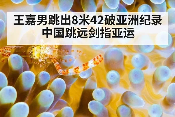 王嘉男跳出8米42破亚洲纪录 中国跳远剑指亚运 - jiuyou
